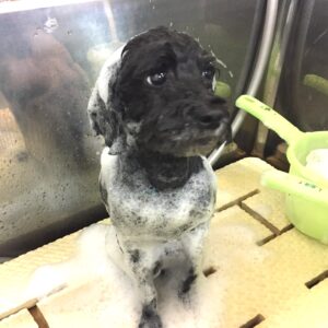 シャンプートイプー