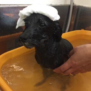 お風呂トイプー