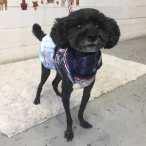 仕上がりトイプー