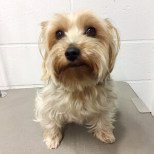 よろしくヨーキー