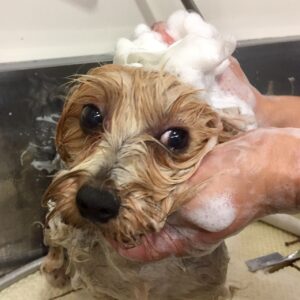 シャンプーヨーキー