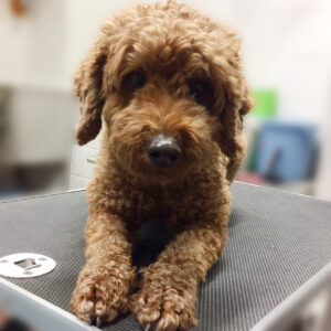 よろしくトイプー