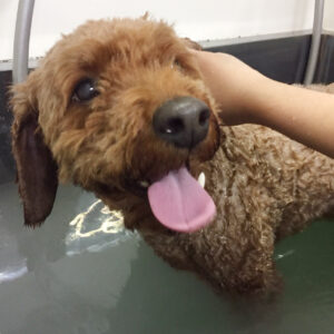 お風呂トイプー