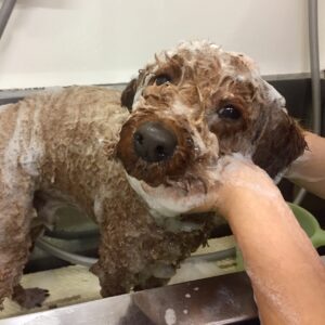 シャンプートイプー