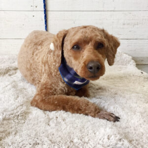 仕上がりトイプー