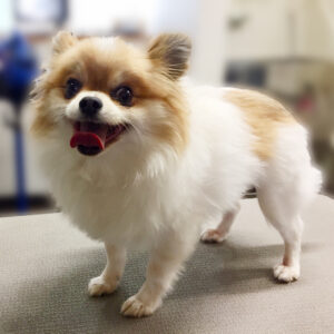 よろしくミックス