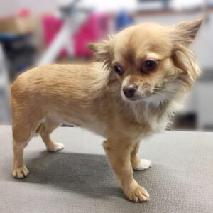 よろしくチワワ