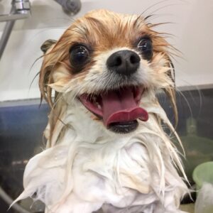 シャンプーミックス