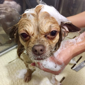 シャンプーチワワ