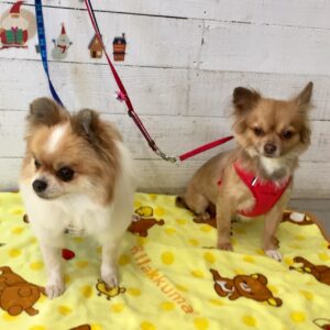 仕上がりミックス&チワワ