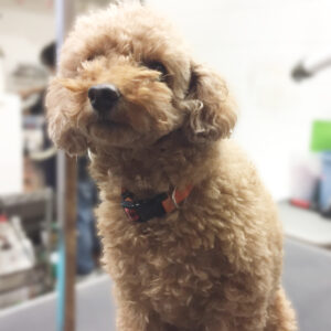 よろしくトイプー