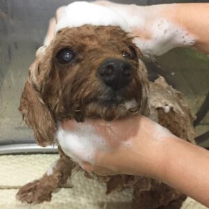 シャンプートイプー