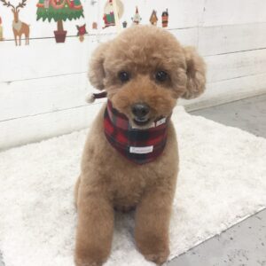 仕上がりトイプー