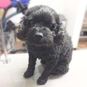 よろしくミックス