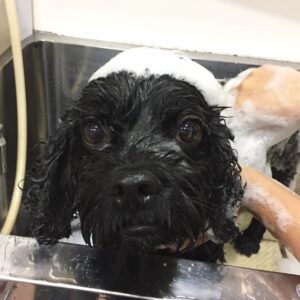 シャンプーミックス