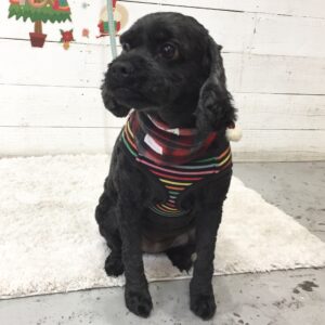 仕上がりミックス