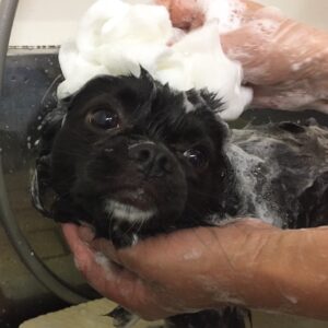 シャンプーチワワ