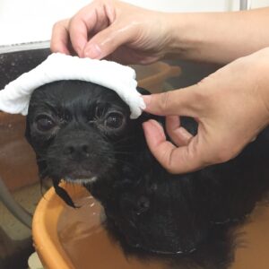 お風呂チワワ