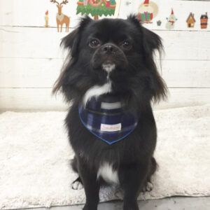 仕上がりチワワ