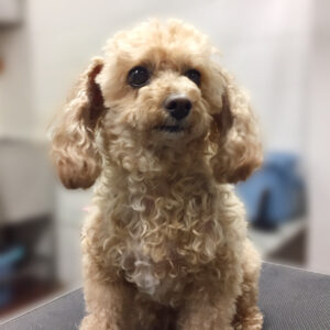 よろしくトイプー