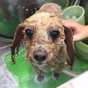 シャンプートイプー