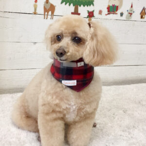 仕上がりトイプー