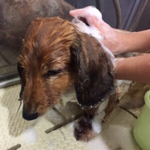 シャンプーダックス