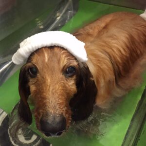 お風呂ダックス