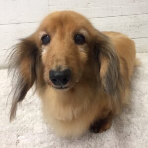 仕上がりダックス