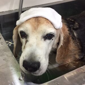 お風呂ビーグル