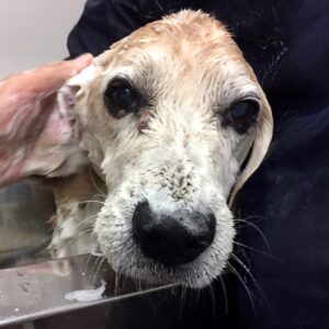 シャンプービーグル