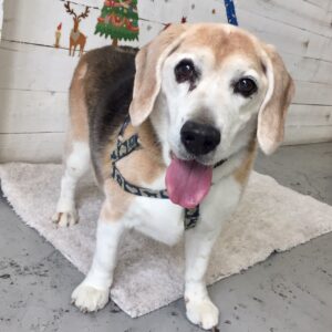 仕上がりビーグル