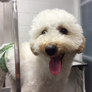 よろしくトイプー