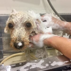 シャンプートイプー