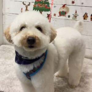 仕上がりトイプー