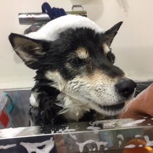 シャンプーしば