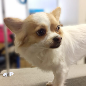 よろしくチワワ