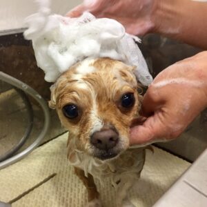 シャンプーチワワ