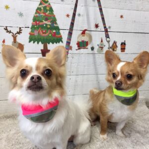 仕上がりチワワ