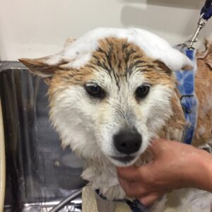 シャンプーしば