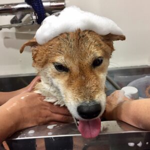 シャンプーしば