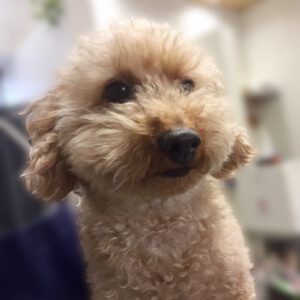 よろしくトイプー