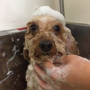 シャンプートイプー