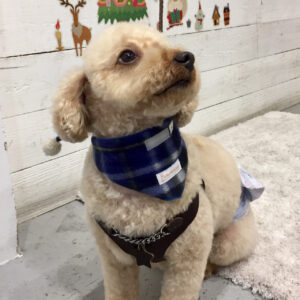 仕上がりトイプー