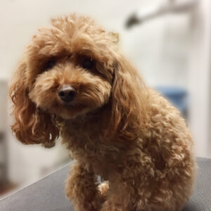 よろしくトイプー