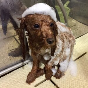 シャンプートイプー