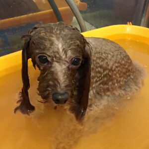 お風呂トイプー