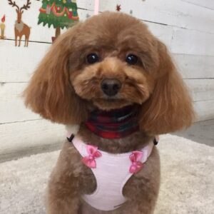 仕上がりトイプー