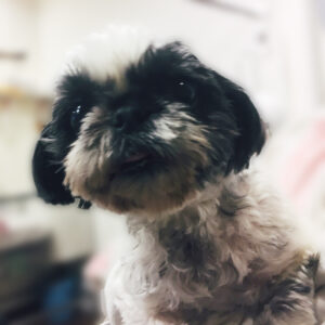 よろしくシーズー