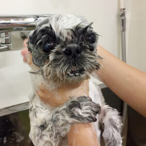 シャンプーシーズー